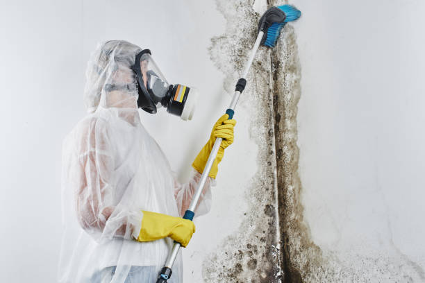 Best Commercial Mold Inspection  in Centrevle, IL