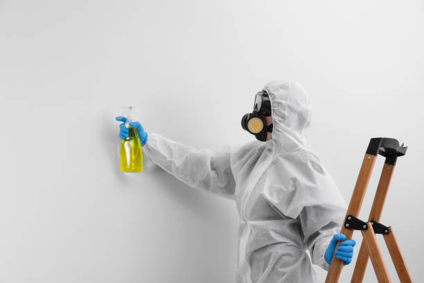 Why You Should Choose Our Mold Remediation Services in Centreville, IL